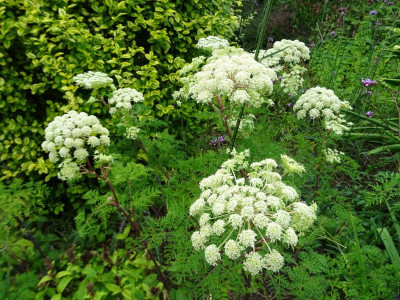 Selinum tenuifolium August 2020.JPG