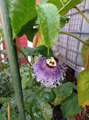 edulis.jpg