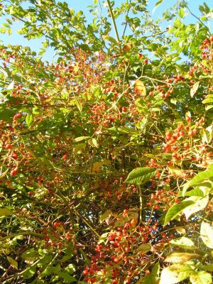 Rosa_multiflora.jpg