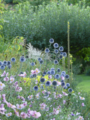 2020-08-23 Echinops ritro.jpg