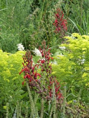 2020-08-23 Lobelia tupa 1.jpg
