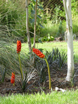2020-08-23 Gartenimpressionen 1.jpg