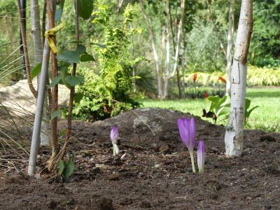 2020-08-23 Gartenimpressionen 2.jpg
