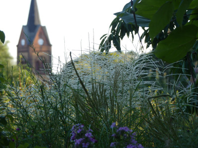 2020-08-23 Miscanthus 'Federweißer' 1.jpg