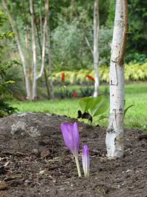 2020-08-23 Colchicum 'Apollo' 1.jpg