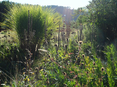 Miscanthus Phlomis P8200113.JPG