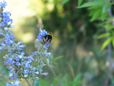Vitex mit Hummel P8200131.JPG