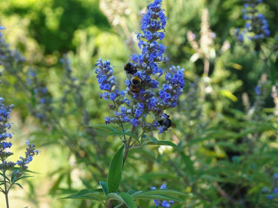 Vitex mit Hummeln P8200135.JPG