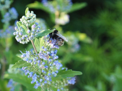 Vitex mit Hummel P8200137.JPG