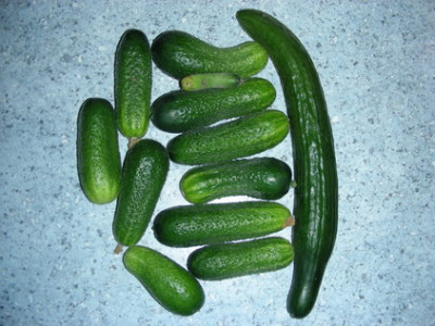 Gurken_25.09.2007.jpg