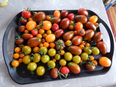 Tomatenernte v.23.08.20.I.jpg - Kopie.JPG