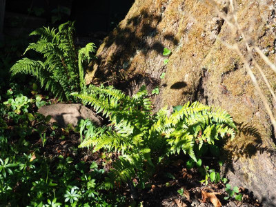 Polystichum setiferum Wollastonii + Polystichum microchlamys P8200147.JPG