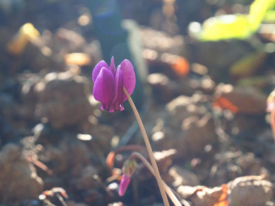 Renate Brinkers Cyclamen hederifolium Dark P8200152.JPG