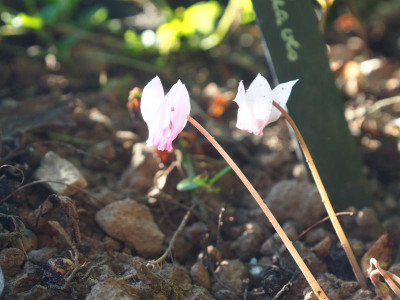 Renate Brinkers Cyclamen hederifolium Special Leaves P8200154.JPG