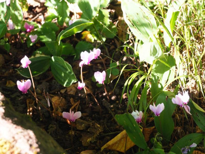 Cyclamen Maiglöckchen Melica uniflora fo. albida P8200157.JPG