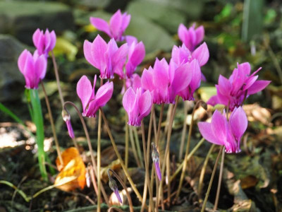 Cyclamen hederifolium kräftiges Pink P8200159.JPG