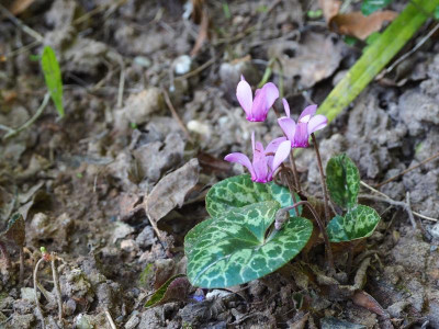 Cyclamen purpurascens P8200167.JPG