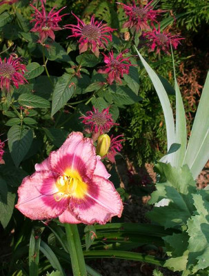 Druids_Chant_u.Monarda001.jpg