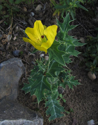IMG_1928_Gelber_Stachelmohn_23Aug2020_.jpg