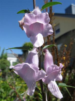 Ceratotheca-2.jpg