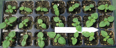Ceratotheca1.jpg