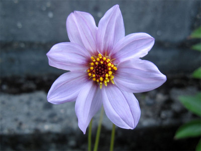 Dahlia-merckii.jpg
