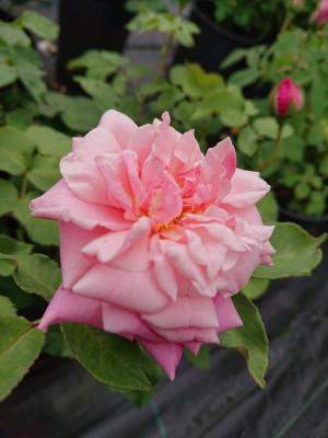 DSC_3489.JPG
