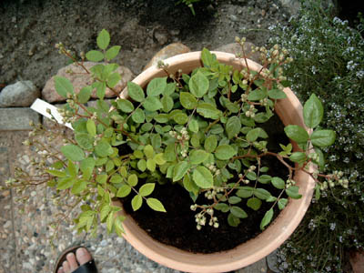 Paquer01.jpg