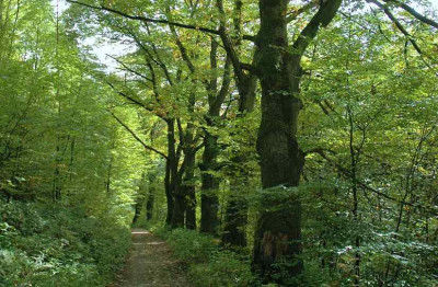 Herbstwald_1_23-09-2007.jpg