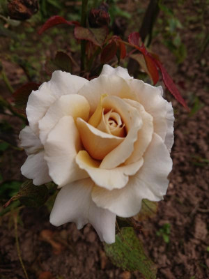 DSC_3685.JPG
