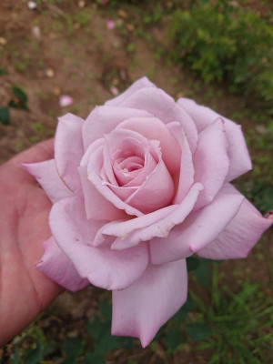 DSC_3581.JPG