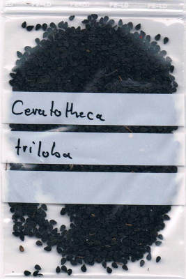 Samen Ceratotheca triloba.jpg