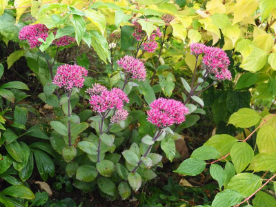 Sedum Thunderhead P8250177.JPG