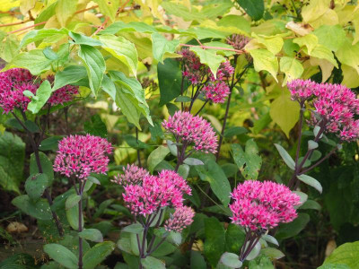 Sedum Thunderhead P8250184.JPG
