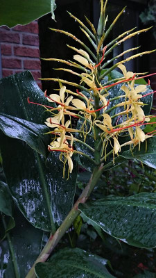 H. gardnerianum.JPG