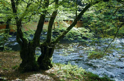 Herbstwald_4_23-09-2007.jpg
