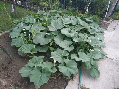 Zucca di pergola.jpg