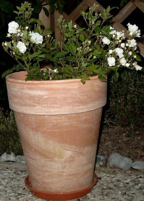 Paquer02.jpg