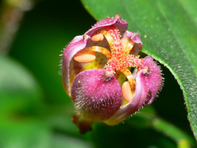 Tricyrtis_Hototogisu_-_Knospe.JPG