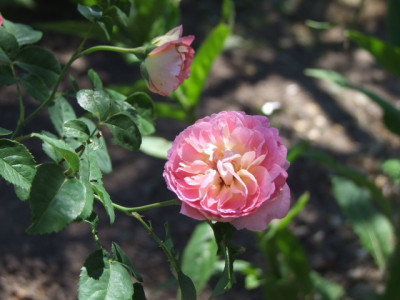 DSCF5749.JPG