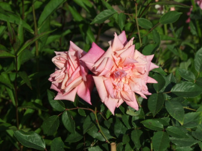 DSCF0898.JPG