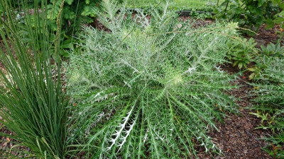 Distel.JPG