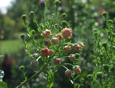 suse-rose.JPG