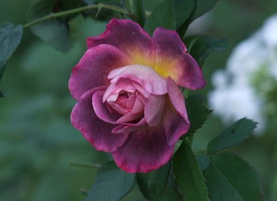 diablesse-de-mers-rose.PNG