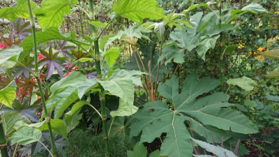 Tetrapanax.JPG