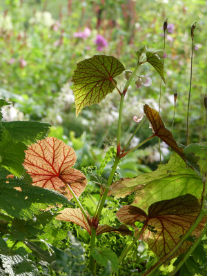 2020-08-24 Begonia grandis var. evansiana.jpg