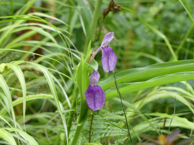 2020-08-24 Roscoea auriculata 1.jpg
