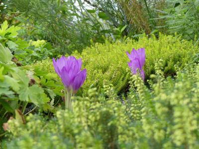 2020-08-24 Colchicum 'Apollo'.jpg