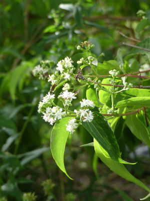 2020-08-24 Heptacodium miconioides.jpg