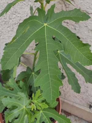 IMG_20200827_073154.jpg